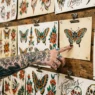 Tattooed woman's hand pointing to butterfly design among various flash art sheets pinned on studio wall