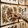 Tattooed woman's hand pointing to a neo-traditional botanical flash art sheet with rich jewel-tone colours on a warm-lit studio wall